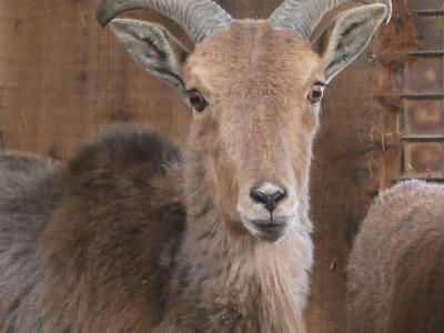 Mouflon à manchettes - De Zonnegloed - Refuge pour animaux